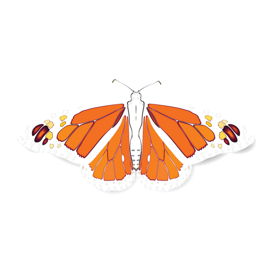 Monarch DTF Transfer